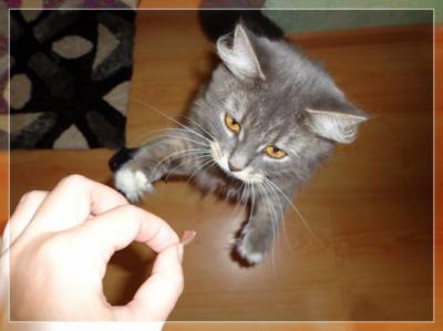 Рязанский кот может стать самым находчивым котом страны